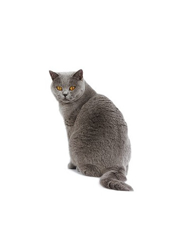 Royal Canin Diabetic Feline 3,5Kg