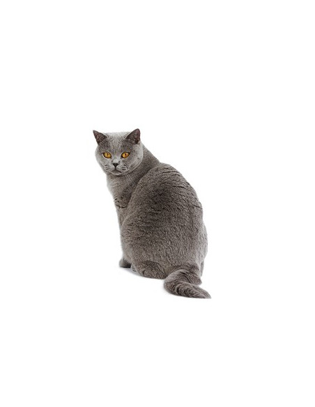 Royal Canin Diabetic Feline 3,5Kg
