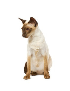 Royal Canin Fibre Response Gato 4Kg 2