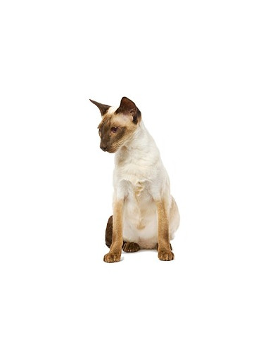 Royal Canin Fibre Response Gato 4Kg