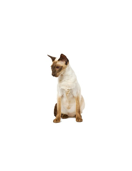 Royal Canin Fibre Response Gato 4Kg