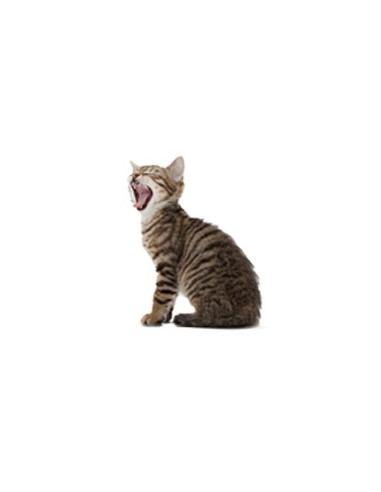 Royal Canin Feline Senior Consult Stage 1 Seco 10Kg