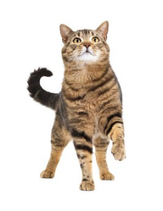 Royal Canin Sterilised Appetite Control 400gr 2