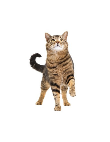 Royal Canin Sterilised Appetite Control 400gr