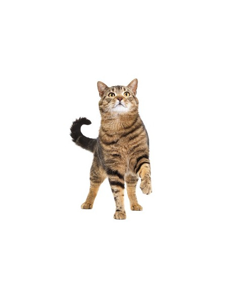 Royal Canin Sterilised Appetite Control 400gr