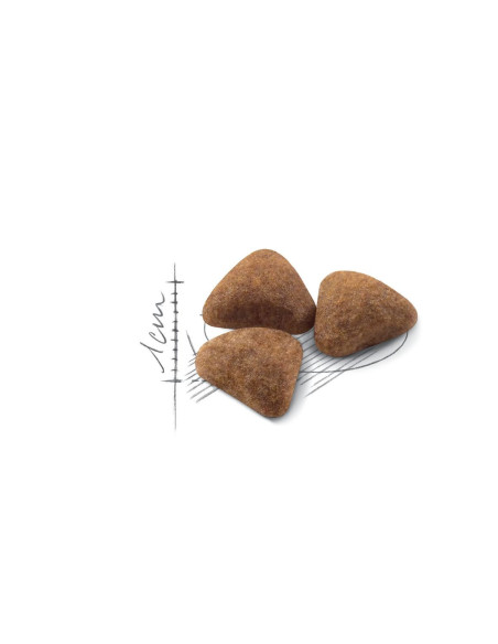 Royal Canin Indoor 27, Gato, Seco, Adulto, Alimento/Ração