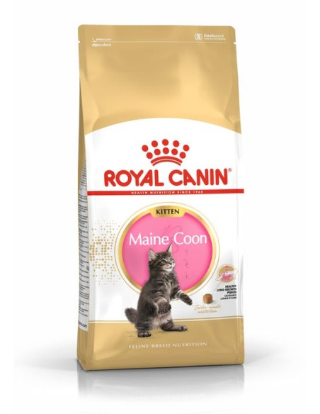 Royal Canin Maine Coon, Gato, Seco, Adulto, Maine Coon, Alimento/Ração