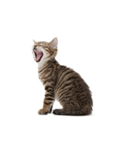 Royal Canin Feline Neutered Young Female 10Kg 2