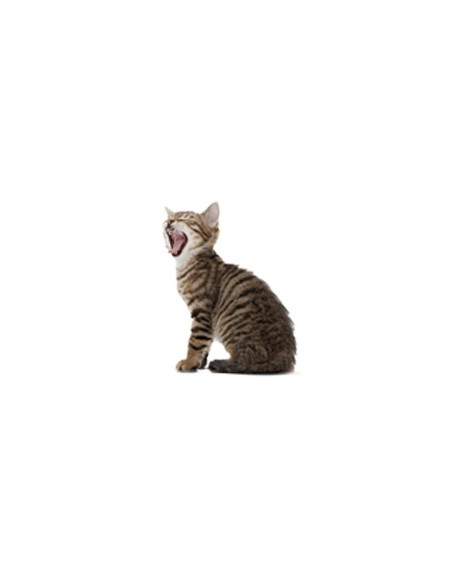 Royal Canin Feline Neutered Young Female 10Kg