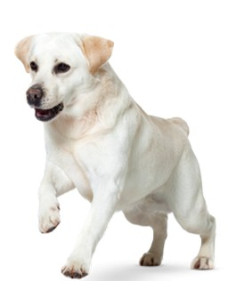 Royal Canin Satiety Weight Management 12kg 2