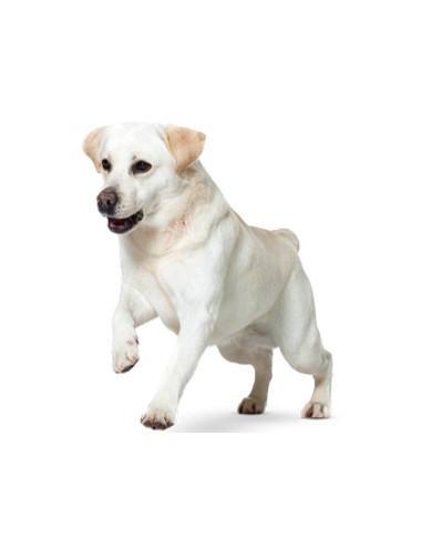 Royal Canin Satiety Weight Management 12kg