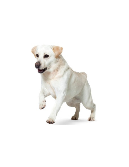 Royal Canin Satiety Weight Management 12kg